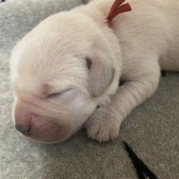 Duke - Yellow male Labrador Retriever puppy in Hartly, Delaware from Triple Threat Labradors