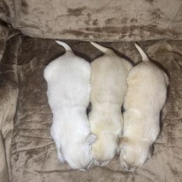 Female 1 - Light golden female Golden Retriever puppy in Merrill, Michigan from Happy Tails Family Farm