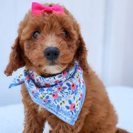 Maddi - Red  female Goldendoodle puppy in Apopka, Florida from Rae Precious Puppies