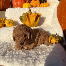 Poppy-8505 - Apricot female Goldendoodle puppy in Wever, Iowa from JK Royal Lines