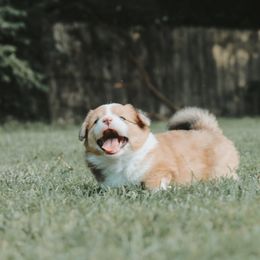 American Corgi and Pembroke Welsh Corgi Puppies from Witch Creek Corgis
