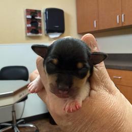 Baby 2 - White black and tan male Toy Fox Terrier puppy in Clermont, Florida from Debbie Hiles's Toy Fox Terriers