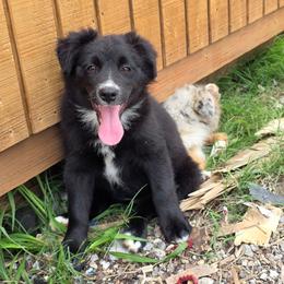 Saleena - Black & white female Miniature Australian Shepherd puppy in Leonard, Texas from Tin Roof Aussies