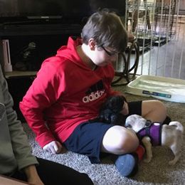 Pug Puppies from House of Briggs Pugs