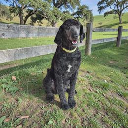 Daisy - Poodle