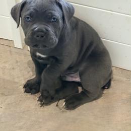 Orange - Gray male Cane Corso puppy in Sullivan, Missouri from Midwest Cane Corso in Action