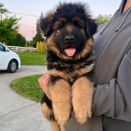 Boy 1 - Black and red male German Shepherd puppy in Stockton, California from Zaragoza German Shepherds