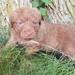 Chesapeake Bay Retriever Puppies from Twin Oak's Chesapeakes