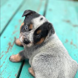 Male 1 - Blue speckled male Australian Cattle Dog puppy in Kalispell, Montana from BTR Australian Cattle Dogs