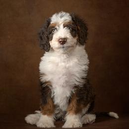Ernest - Brown and white male Aussiedoodle puppy in Germantown, Ohio from Doodle Patch Farm