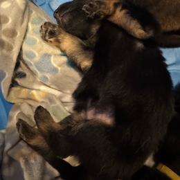 Orange - Black and tan female German Shepherd puppy in La Follette, Tennessee from Moore German Shepherds