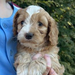 Odie - Buff and white male Cockapoo puppy in Strasburg, Pennsylvania from Dana's Domain Cockapoos