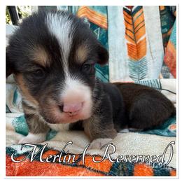 Merlin - Black and white male American Corgi puppy in Scottown, Ohio from Wyndy Ridge Corgis