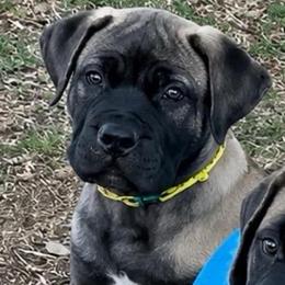 Cinch- Yellow Collar - Brown male Boerboel puppy in Pearce, Arizona from Desert Stronghold Boerboels