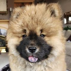 Boxer, Chow Chow, Doberman Pinscher, and Parson Russell Terrier Puppies from SouthFork Ranch