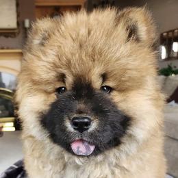 Boxer, Chow Chow, Doberman Pinscher, and Parson Russell Terrier Puppies from SouthFork Ranch