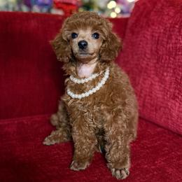 Scarlett - Red  female Poodle puppy in Sperry, Oklahoma from PuppyLove Poodles