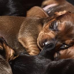 Australian Terriers, Dachshunds, and Lowchen from ZoeZoo Australian Terriers