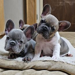 French Bulldog Puppies from Donna's French Bulldogs