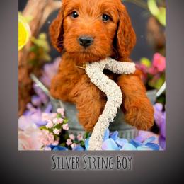 Bernedoodle, Goldendoodle, Golden Retriever, and Poodle Puppies from Red String Farmstead