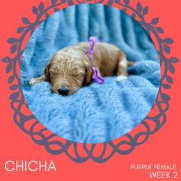 Goldendoodle Puppies from Locust Hill Goldendoodles