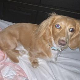Stevie - Dachshund