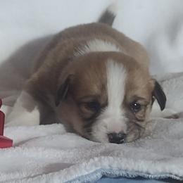 Triple Clear, Natural tail, OFA Parents, CKC - Red and white male American Corgi puppy in Harpursville, New York from Rex Farm Corgis