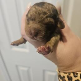 Molly - Brown white and tan female Cockapoo puppy in Galena, Illinois from Perry's doodles