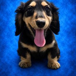 Rugar - Black and cream male Dachshund puppy in Mountainburg, Arkansas from Farm House miniatures