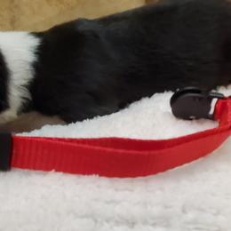 Miniature Australian Shepherd Puppies from Barnyard Mini Aussies