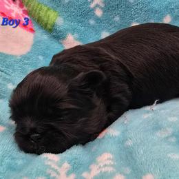 Boy 3 - Black male Shih Tzu puppy in Oakville, Washington from Garrard Creek Shih Tzus