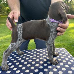 German Shorthaired Pointer All Grown Up from Vought's GSP Pups