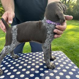 German Shorthaired Pointer All Grown Up from Vought's GSP Pups