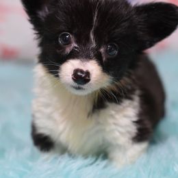 American Corgi, Cane Corso, Pembroke Welsh Corgi, and Rhodesian Ridgeback Puppies from Diamondcrest Inc