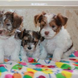 Yorkshire Terriers from Preuss Yorkies