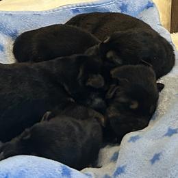 Atlas - Black and tan male German Shepherd puppy in Stanardsville, Virginia from Majestic K9 LLC