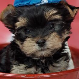 Koby - Black and tan male Yorkshire Terrier puppy in Albany, Minnesota from Sandy's Yorkshire Terriers