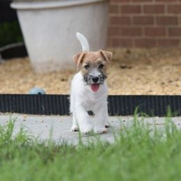 Wish Girl 5 - White and tan female Russell Terrier puppy in Middletown, Virginia from DBF Russell Terriers