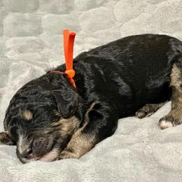 Creed - Phantom male Poodle puppy in Travelers Rest, South Carolina from Cotton Top