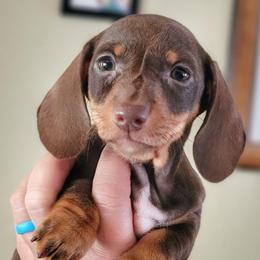 Blueprint J2 Litter - Chocolate and tan female Dachshund puppy in Mountain Grove, Missouri from Blueprint K9 Dachshunds- www.BlueprintK9.com