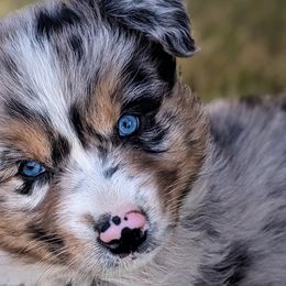 Girl 2 - Blue merle Australian Shepherd puppy in Touchet, Washington from Frog Hollow Aussies