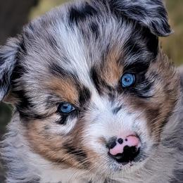 Girl 2 - Blue merle Australian Shepherd puppy in Touchet, Washington from Frog Hollow Aussies
