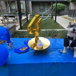 Miniature Schnauzer Puppies from Sugarbaby Kennel