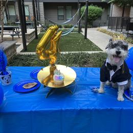 Miniature Schnauzer Puppies from Sugarbaby Kennel