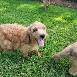 Goldendoodle Puppies from Lucky's Doodlez
