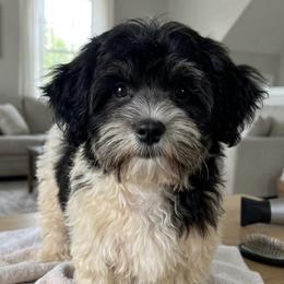 Dainty - Shih Tzu