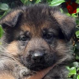 Red Collar Puppy 3 - Black and red male German Shepherd puppy in Central Florida, Florida from Vom Furstenhund