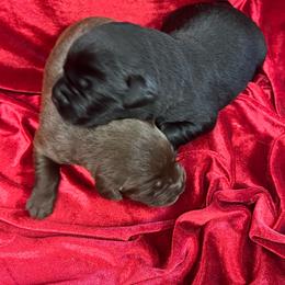 Chocolate Female 1 - Chocolate female Labrador Retriever puppy in Beaverdam, Virginia from Gold Heart Labradors