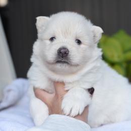 Socks - White male Pomsky puppy in Coos Bay, Oregon from Ocean View Pomskies