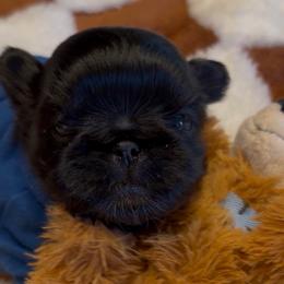 Teddy - Black male Shih Tzu puppy in Big Sandy, Texas from Heart and Soul Shih Tzu